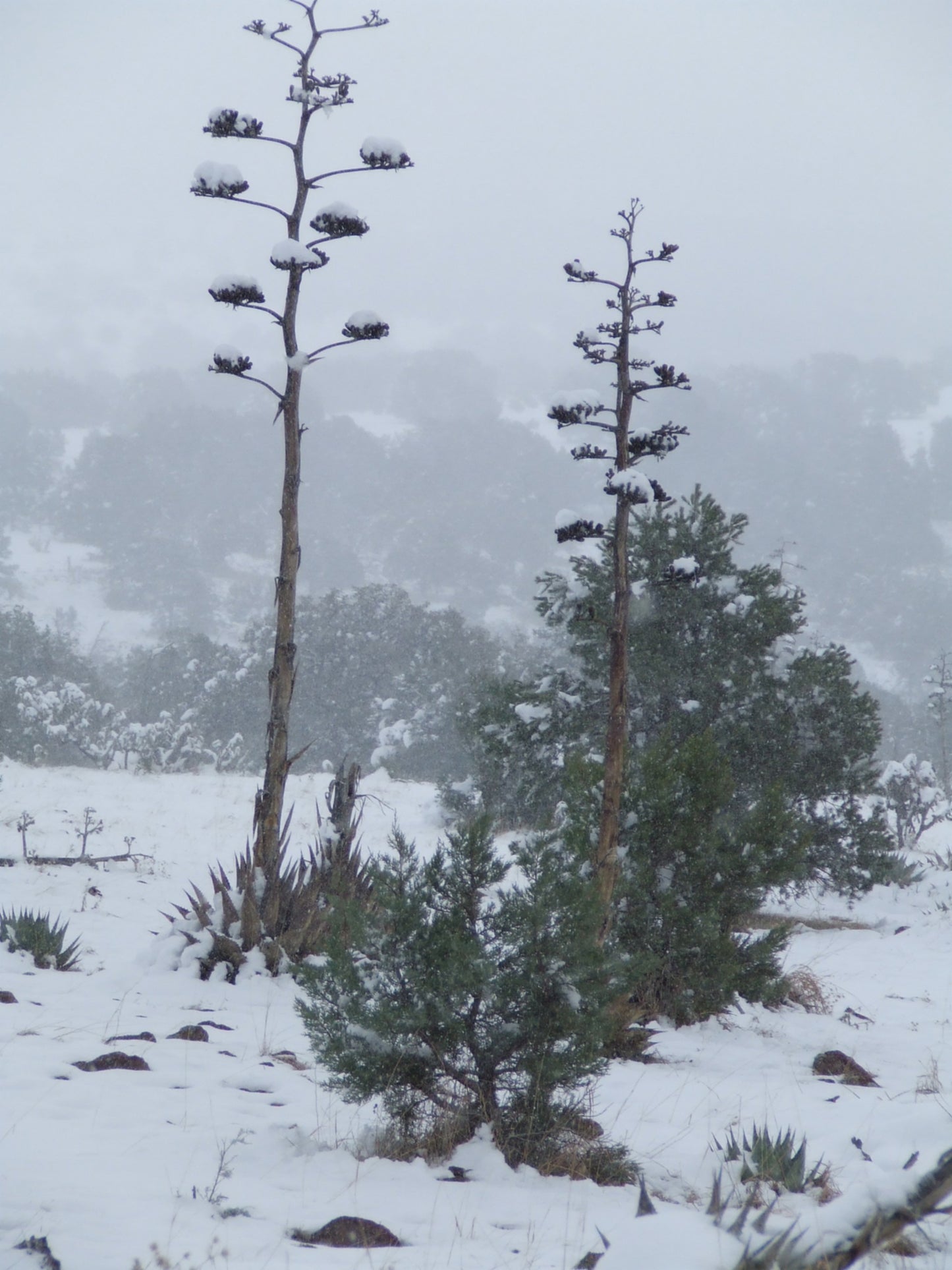 AG004: Agave havardiana  Davis Mountains Form   COLD HARDY CACTUS