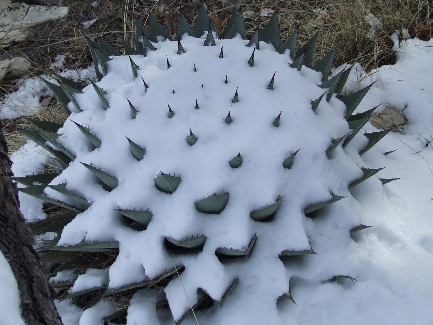 AG001: Agave parryi v neomexicana COLD HARDY CACTUS