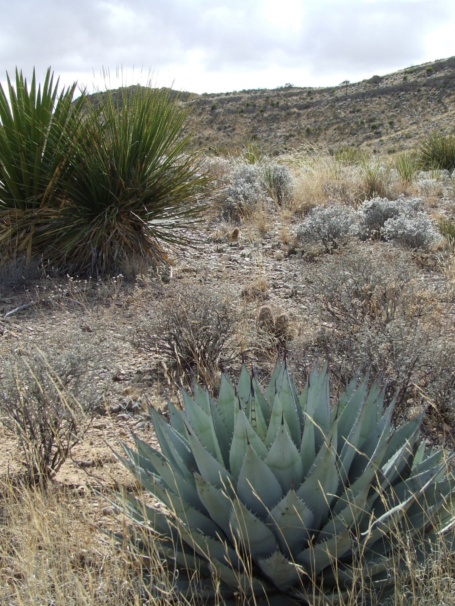 AG001: Agave parryi v neomexicana COLD HARDY CACTUS