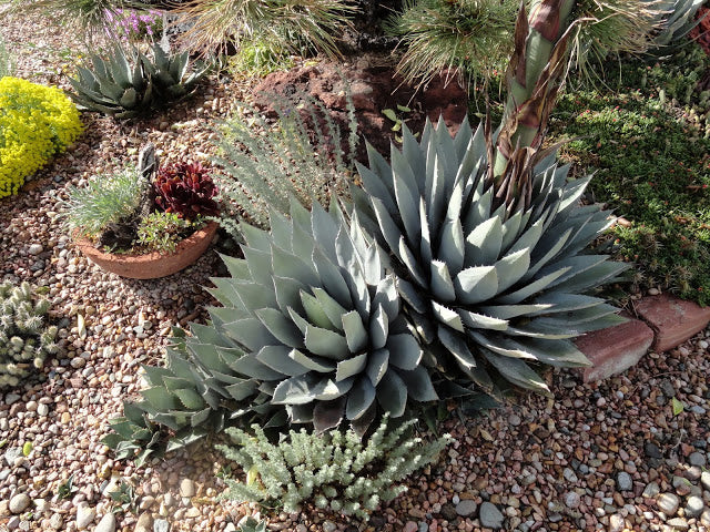 AG009: 'Luna' Agave parryi subspecies parryi COLD HARDY CACTUS