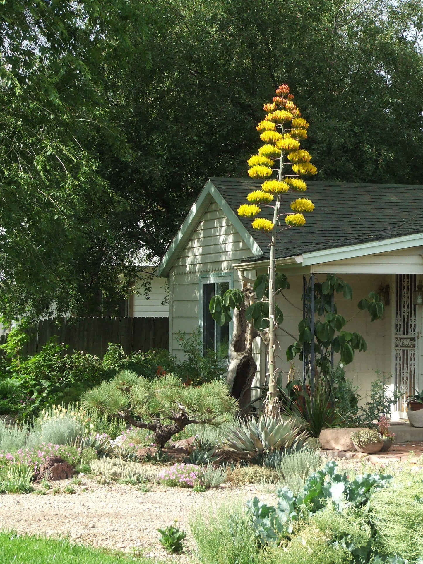 AG003: SALE! Agave parryi (Flagstaff, AZ form)