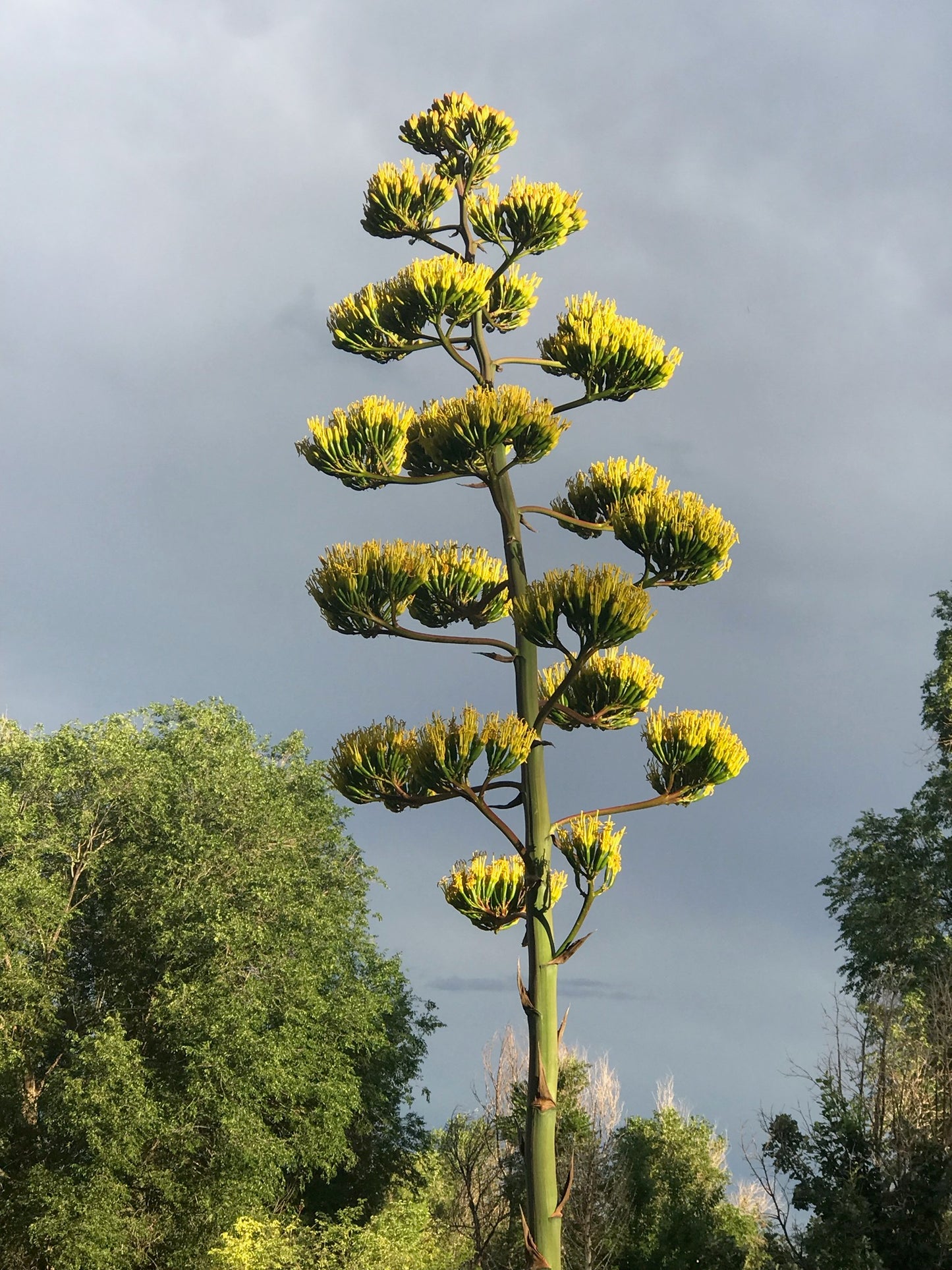 AG003: Agave parryi (Flagstaff, AZ form)