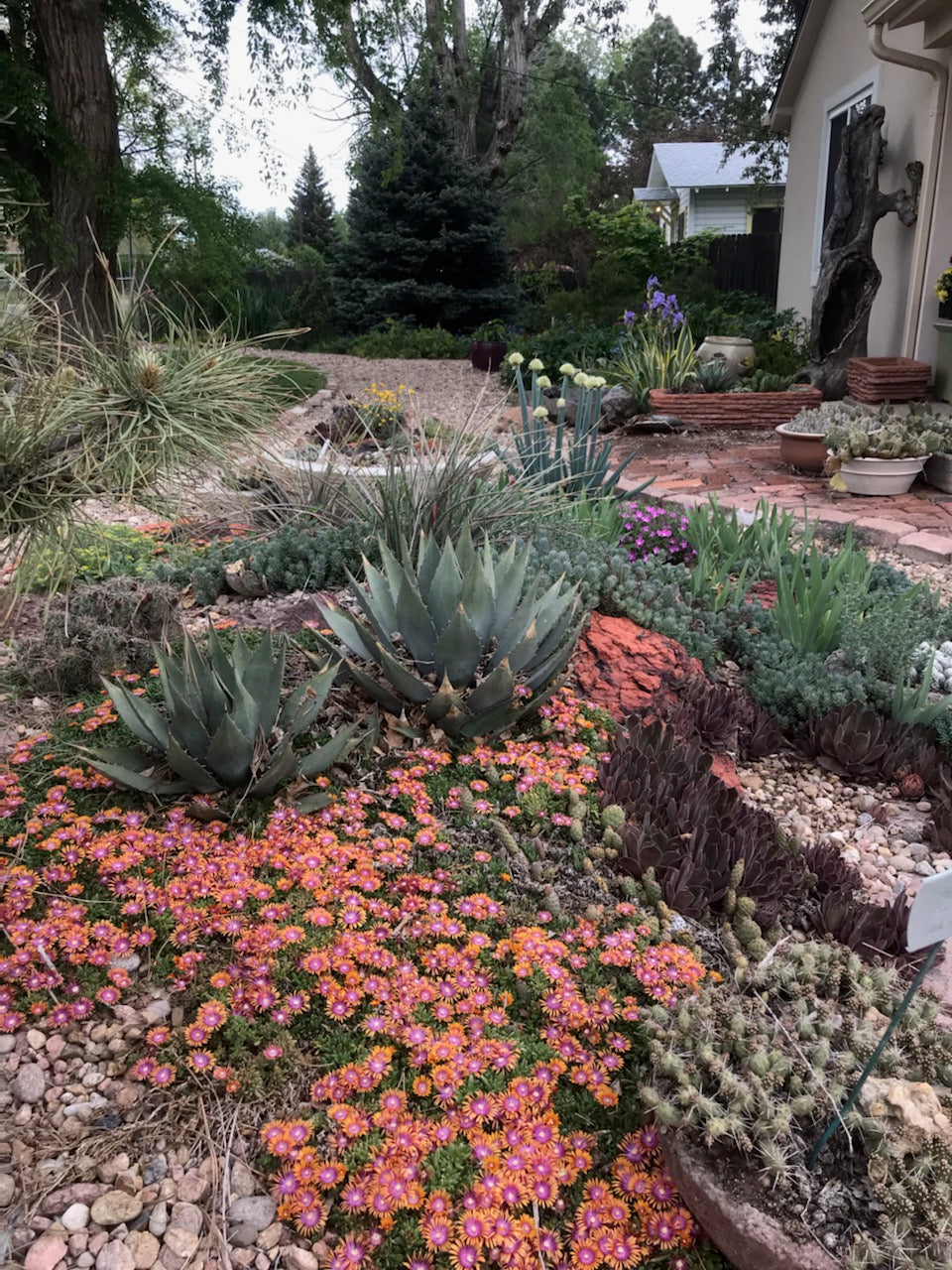 AG003: SALE! Agave parryi (Flagstaff, AZ form)