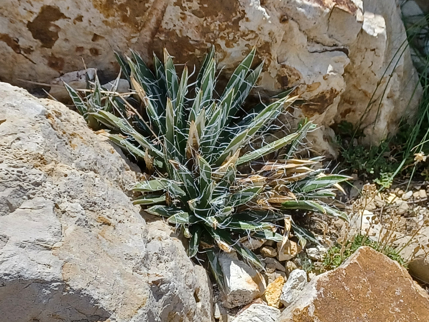 AG018: Agave toumeyana v. bella COLD HARDY CACTUS