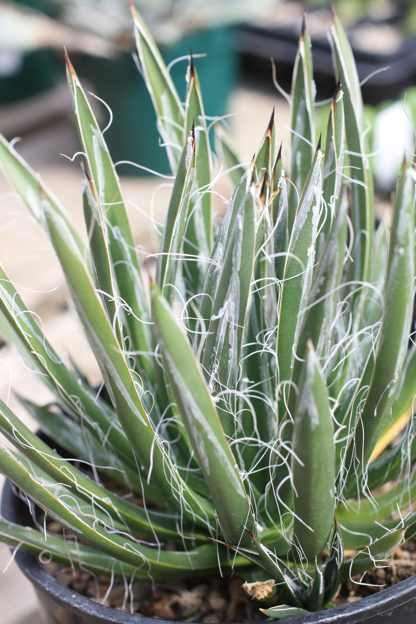 AG018: Agave toumeyana v. bella COLD HARDY CACTUS