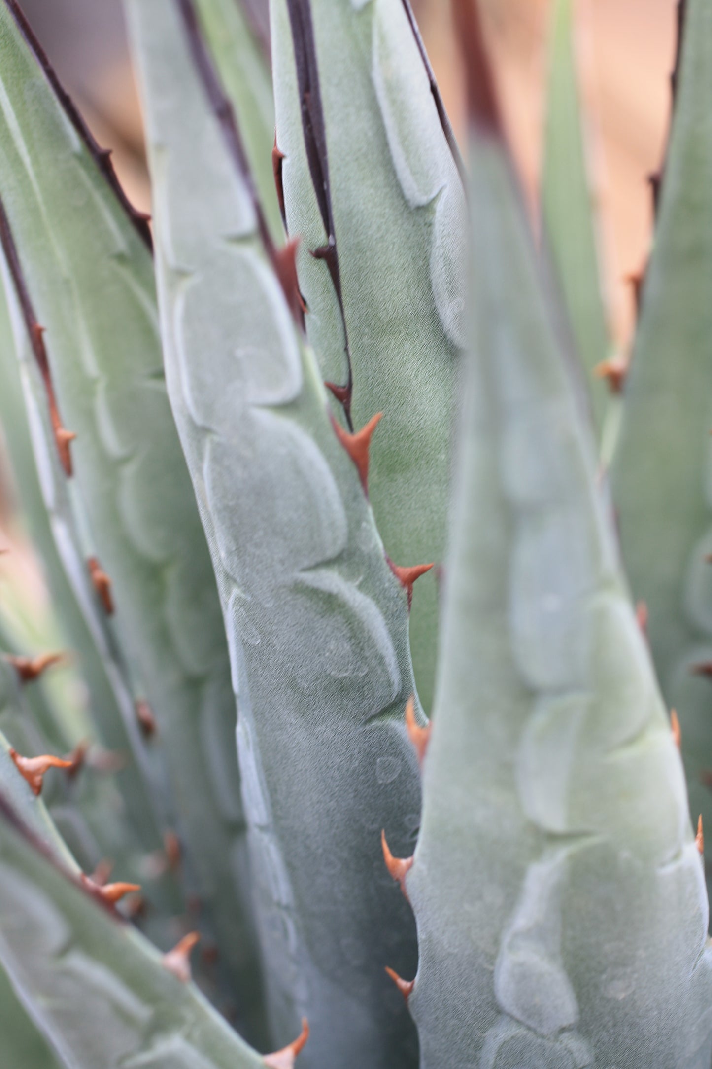 AG014: Agave utahensis ssp. utahensis    COLD HARDY CACTUS