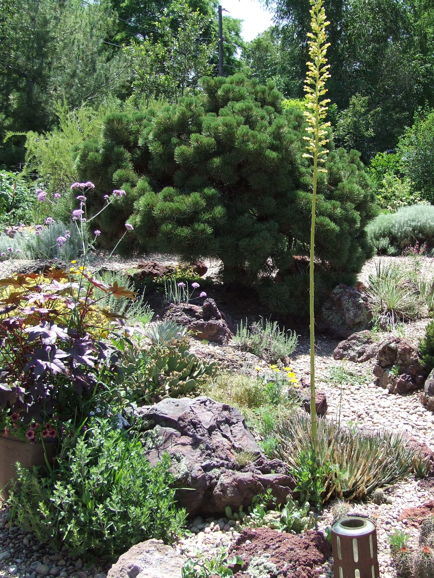 AG014: Agave utahensis ssp. utahensis COLD HARDY CACTUS