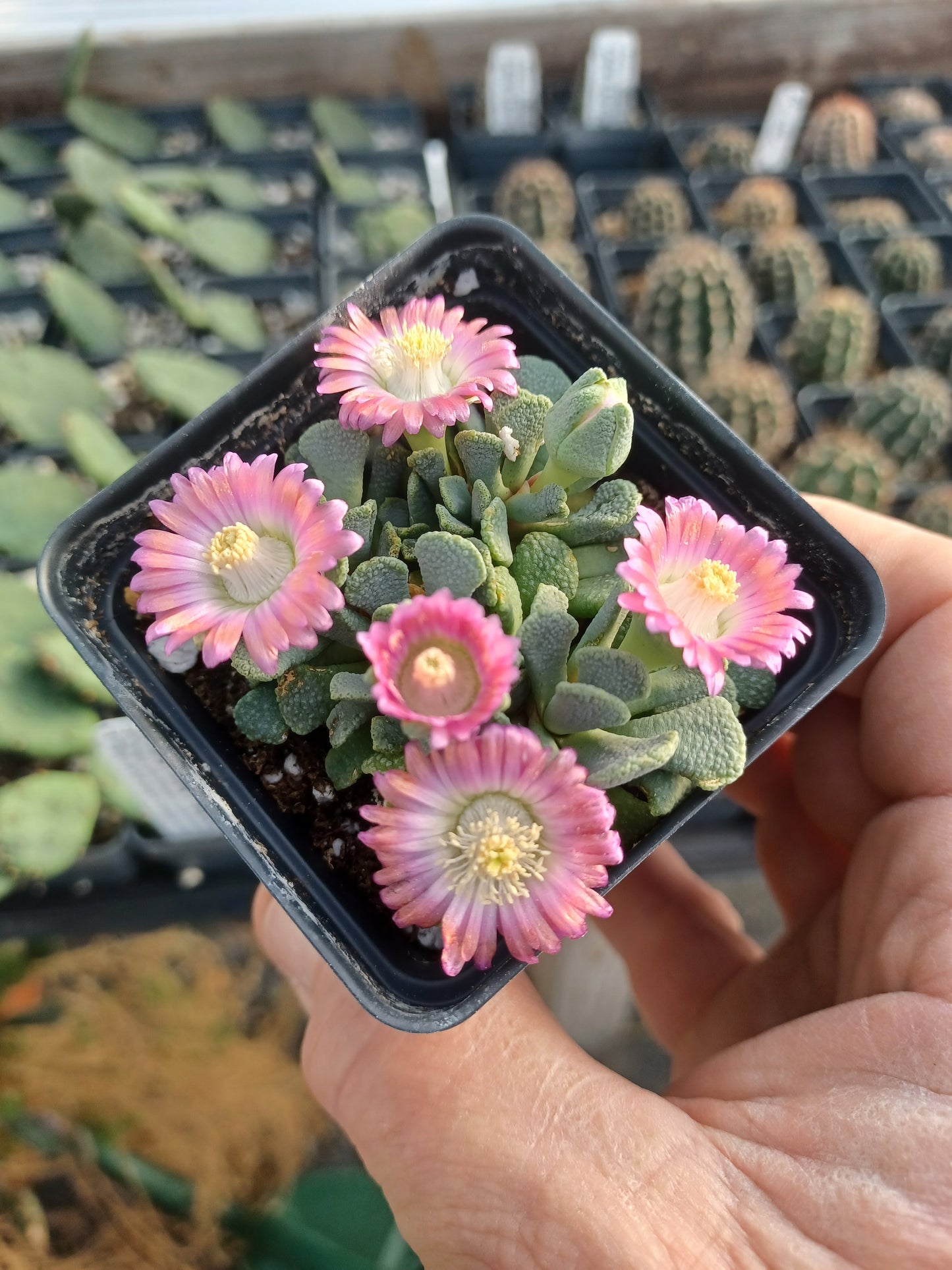 OT040: Aloinopsis spathulata 'Little Peach'   COLD HARDY CACTUS