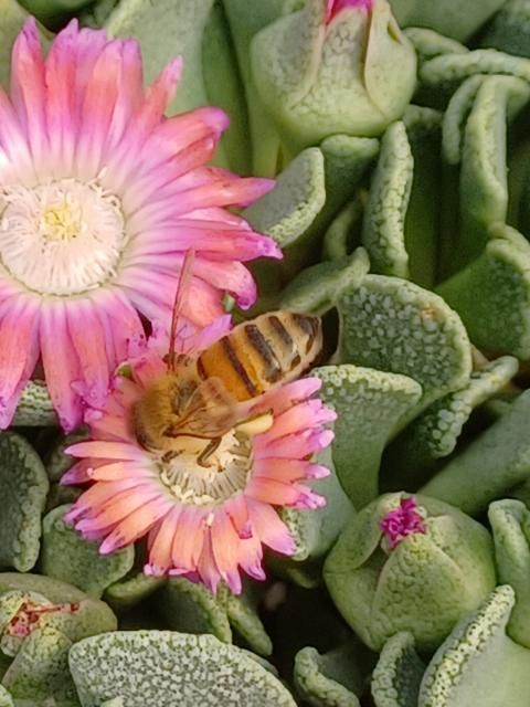 OT040: Aloinopsis spathulata 'Little Peach'   COLD HARDY CACTUS