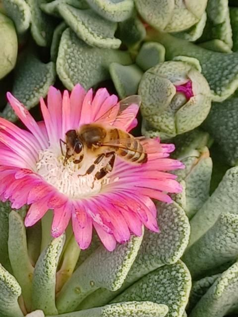 succulent with little pink flowers OT040: Aloinopsis spathulata 'Little Peach' COLD HARDY CACTUS