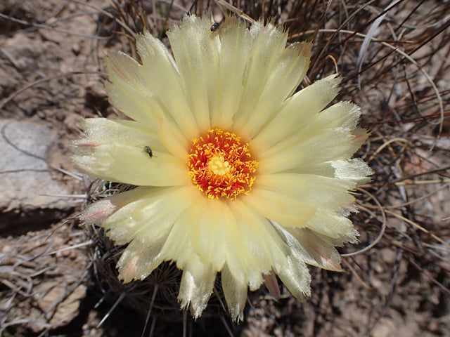 CO009: Coryphantha echinus COLD HARDY CACTUS