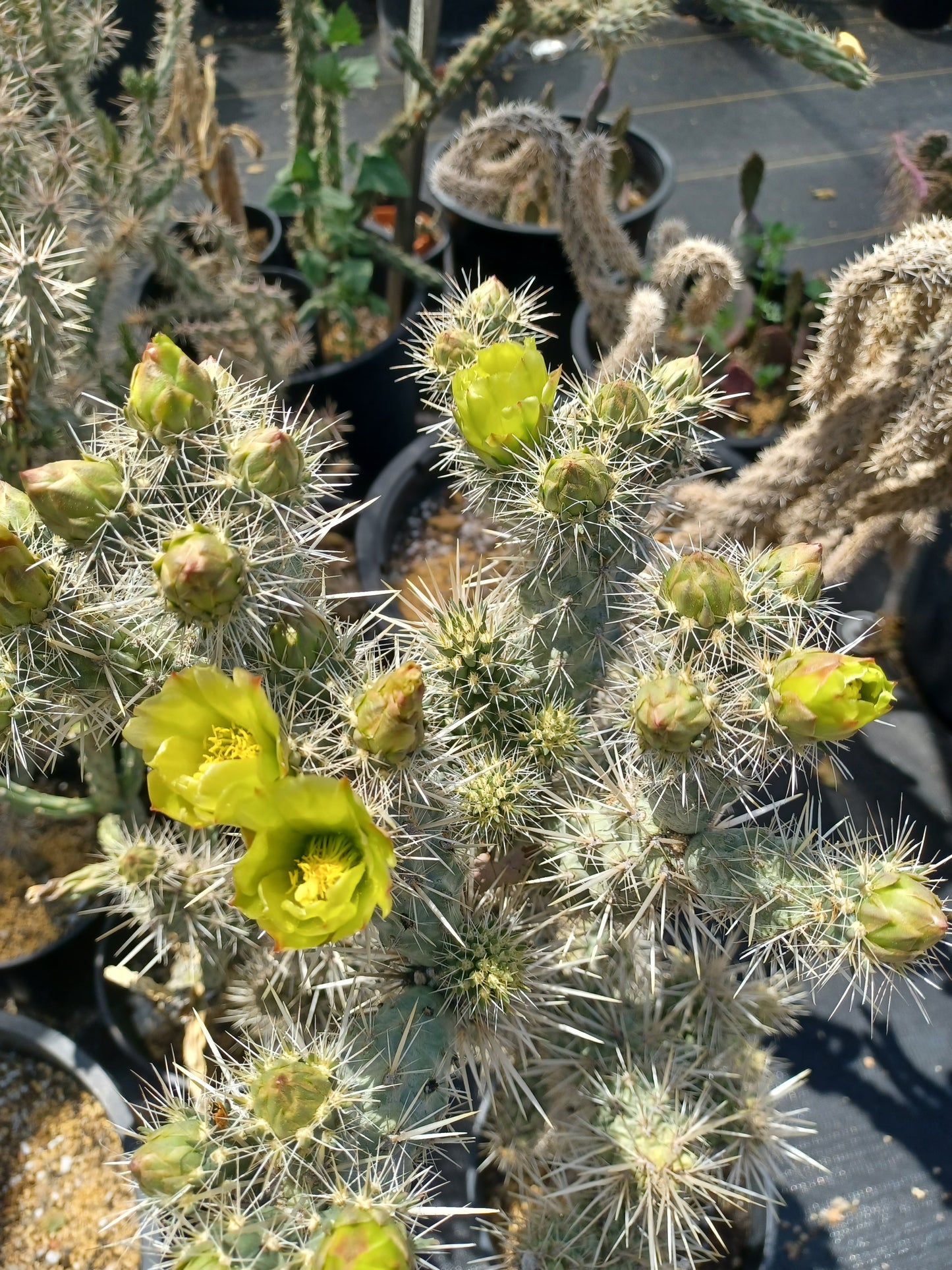 OP052: Cylindropuntia echinocarpa (hardy, silver spined form) COLD HARDY CACTUS