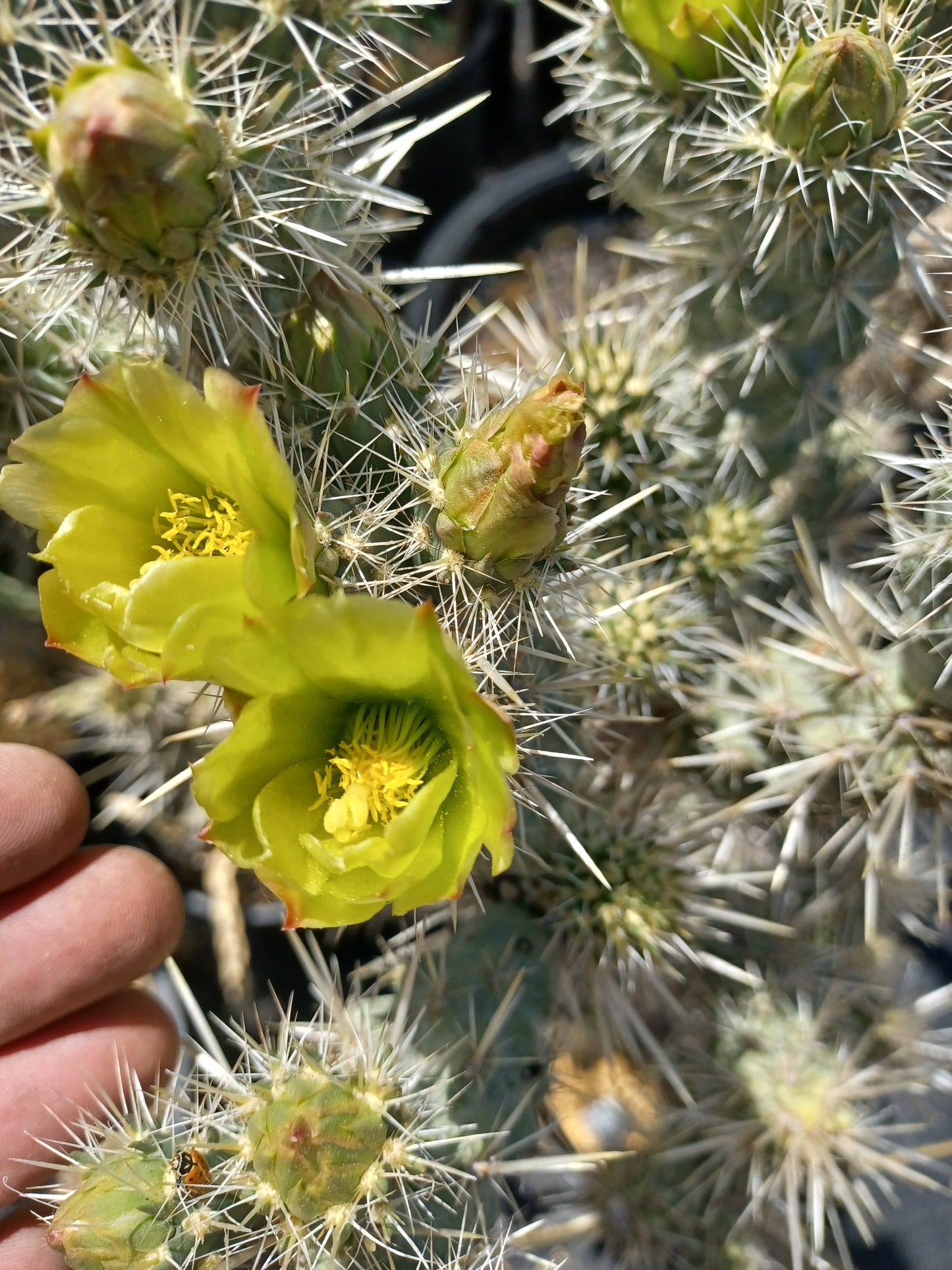 OP052: Cylindropuntia echinocarpa (hardy, silver spined form) COLD HARDY CACTUS