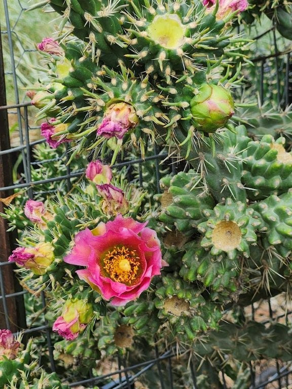 OP028 Cylindropuntia x anasaziensis COLD HARDY CACTUS