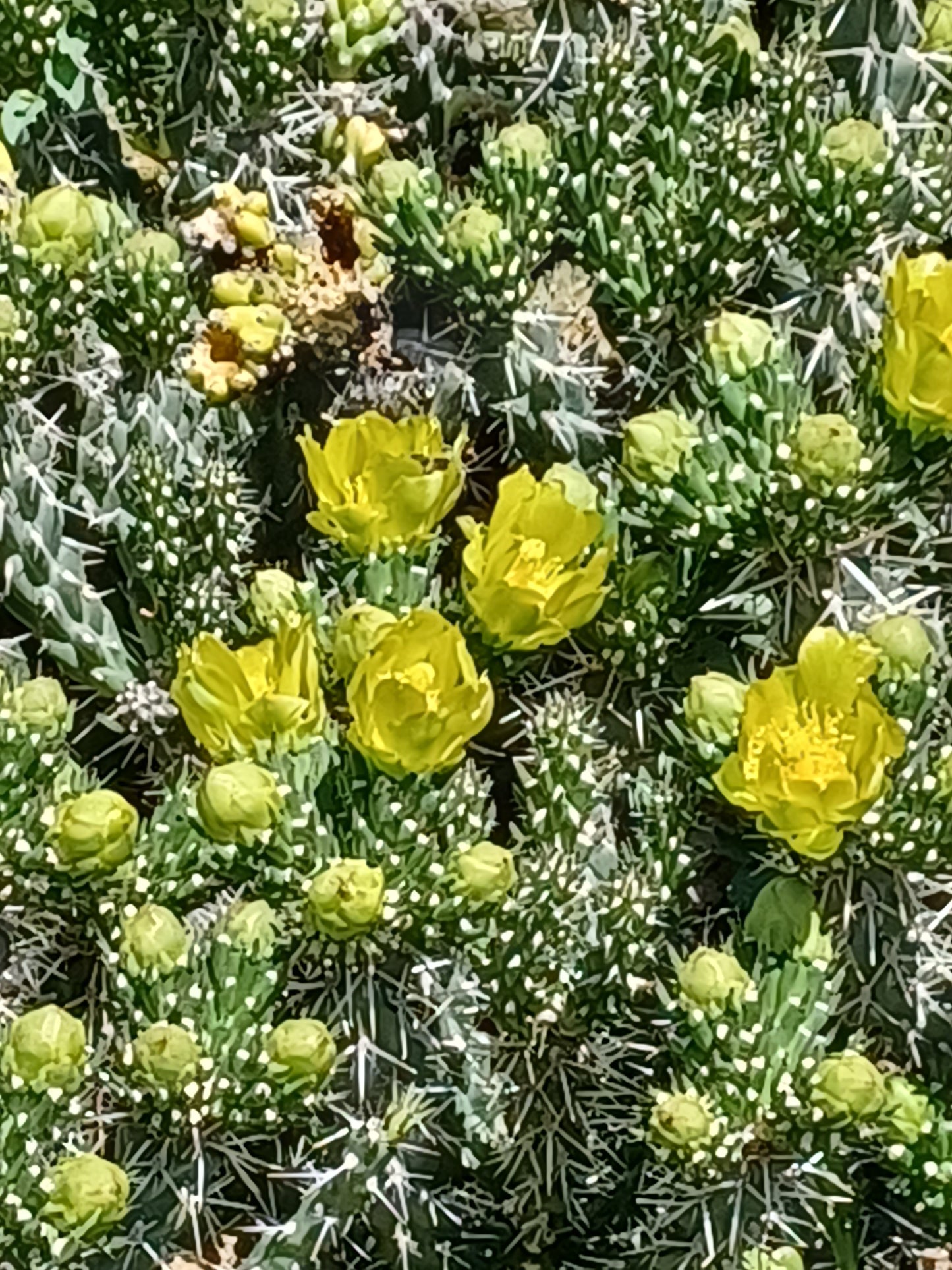 OP128: Cylindropuntia whipplei 'Tiny Tim'   COLD HARDY CACTUS