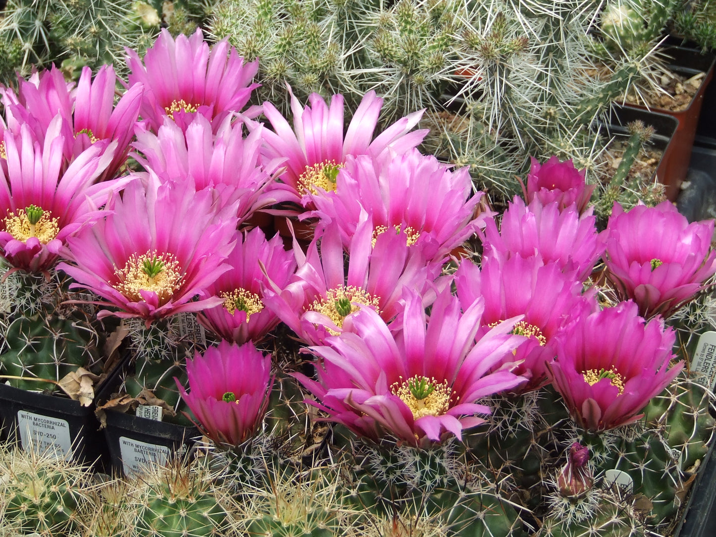 EC002: Echinocereus fendleri COLD HARDY CACTUS