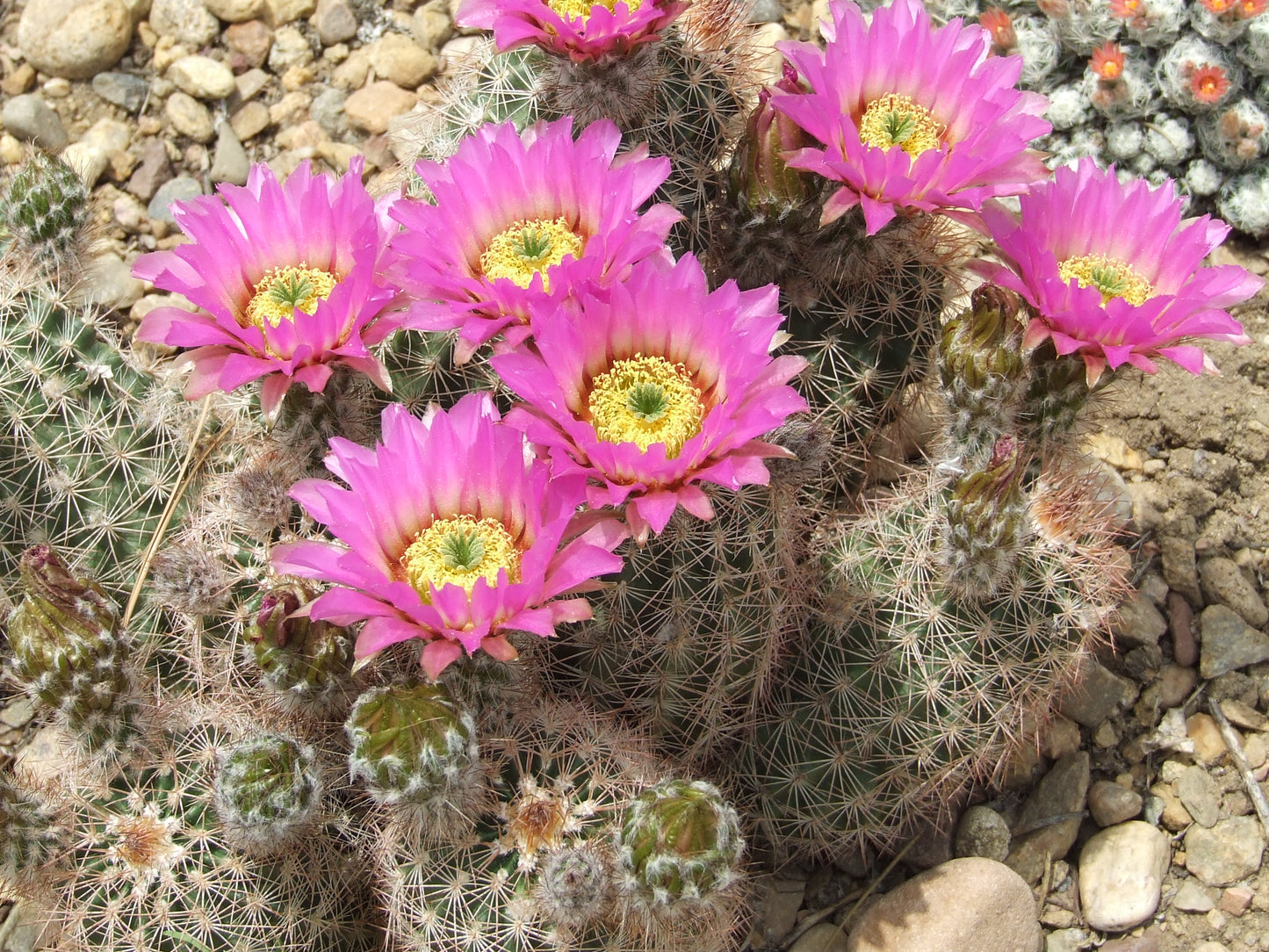 EC015:  Echinocereus reichenbachii   COLD HARDY CACTUS