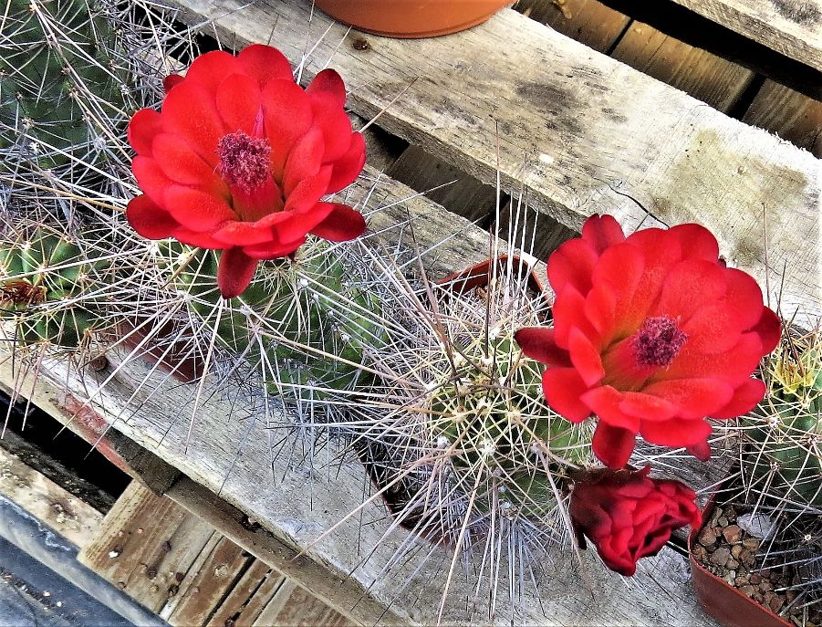 EC050: Echinocereus (Snowflake, AZ species) COLD HARDY CACTUS