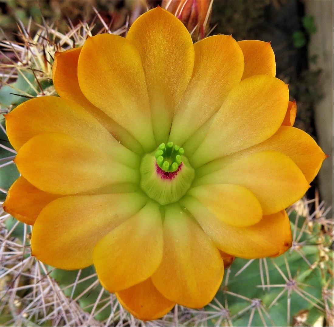 EC057:  Echinocereus x roetteri Pastel Orange   COLD HARDY CACTUS