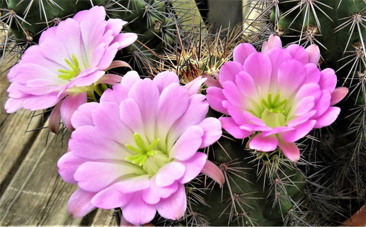 EC056:  Echinocereus x roetteri Pink    COLD HARDY CACTUS