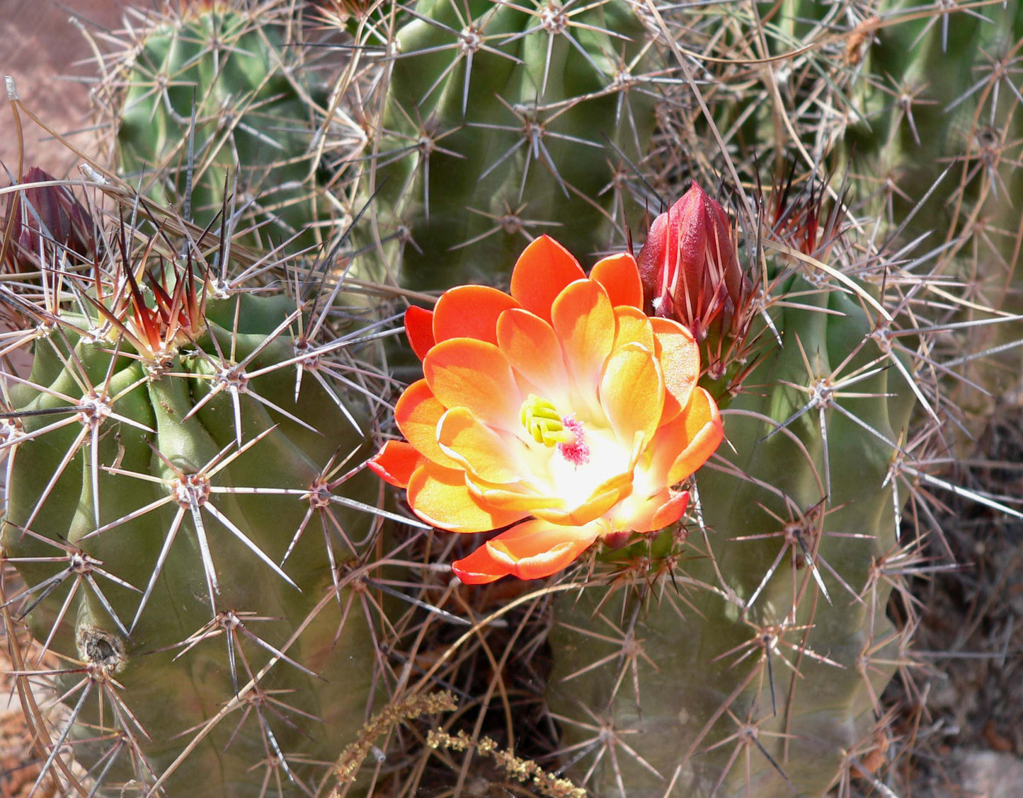 EC051: Echinocereus arizonicus ssp arizonicus