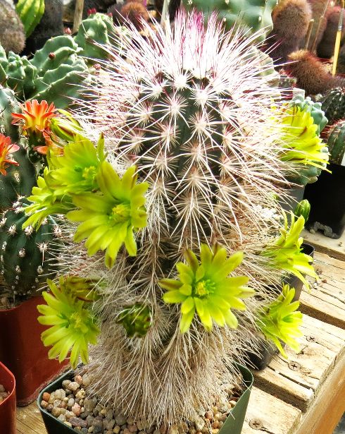 EC031: Echinocereus russanthus (chloranthus) ssp rhyolithensis COLD HARDY CACTUS