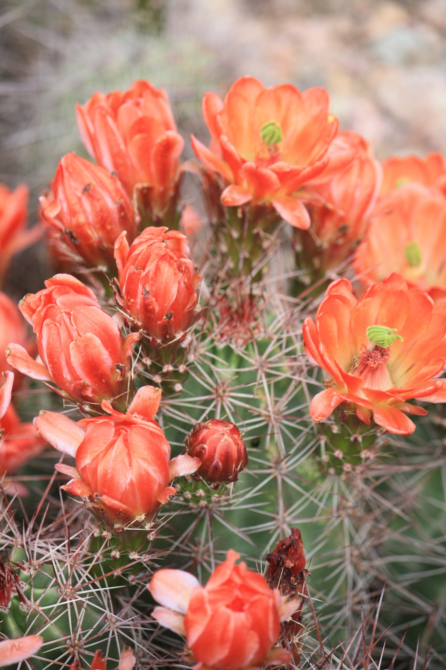 EC001: Echinocereus coccineus COLD HARDY CACTUS