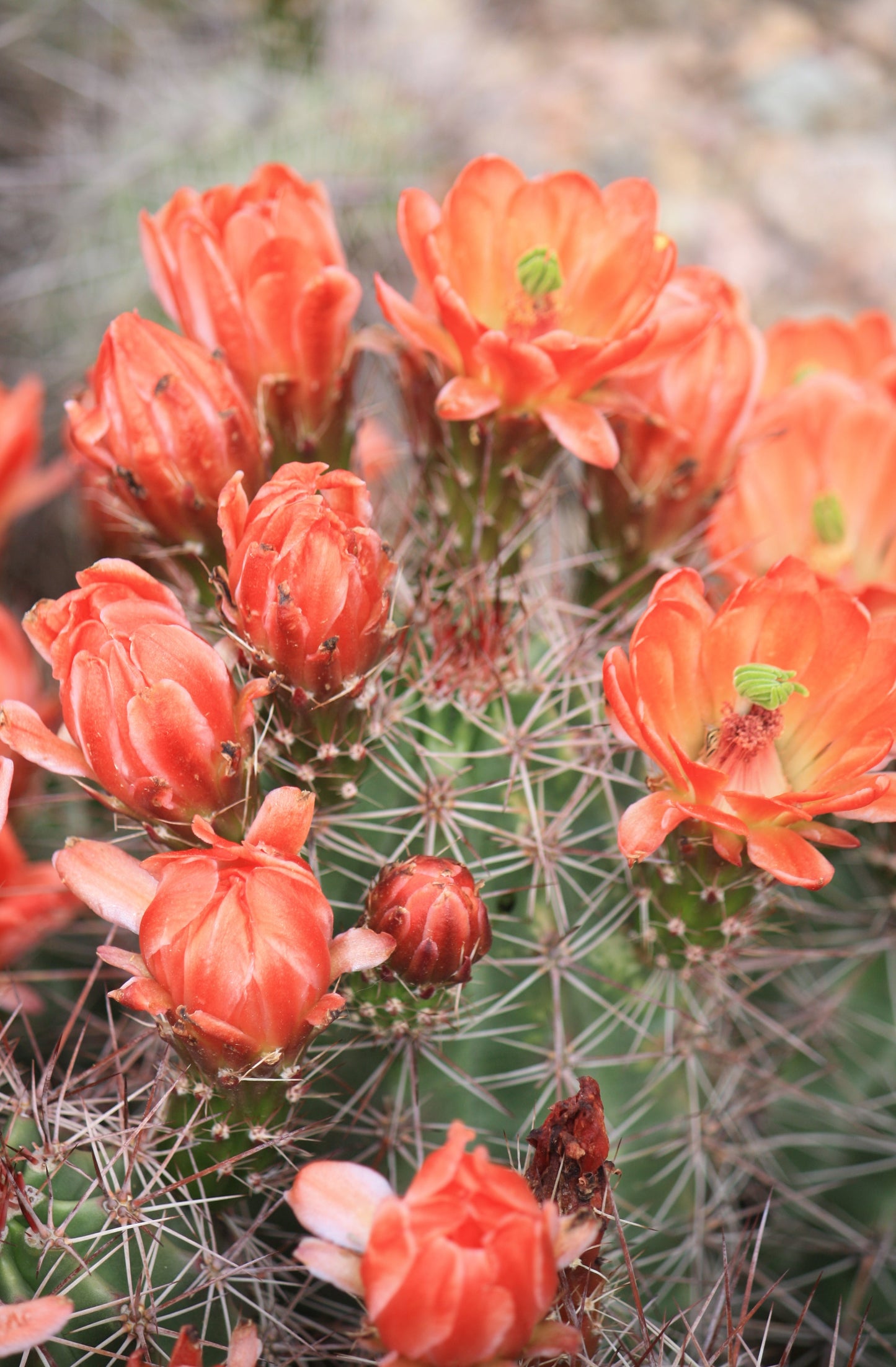 EC001: Echinocereus coccineus COLD HARDY CACTUS