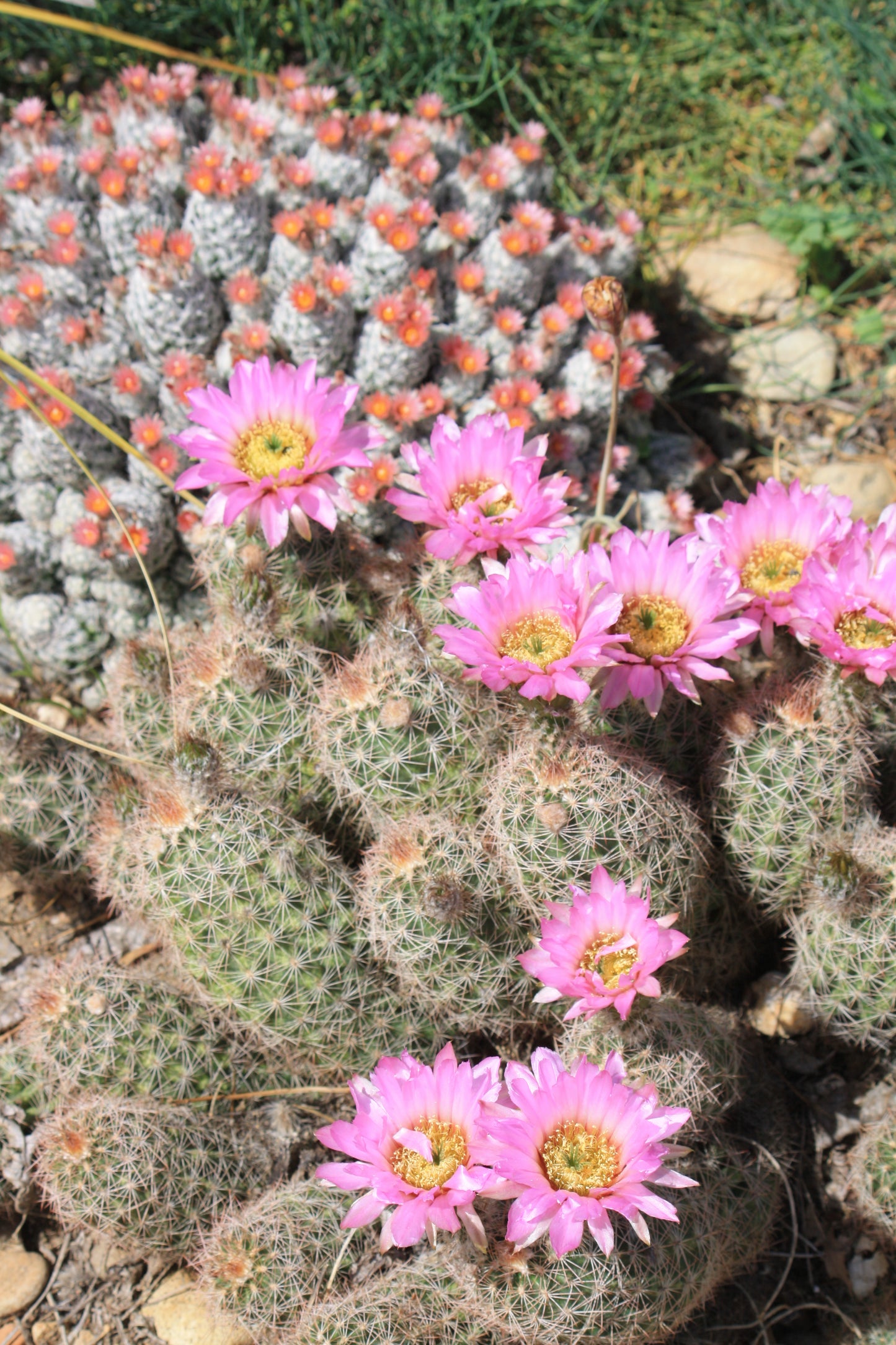 EC014: Echinocereus reichenbachii v. baileyi COLD HARDY CACTUS