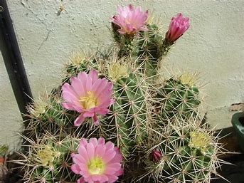 EC066: Echinocereus coccineus v rosei COLD HARDY CACTUS