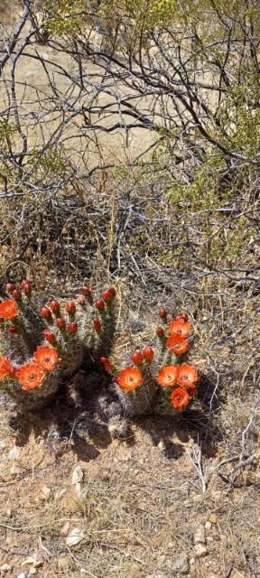 EC066: Echinocereus coccineus v rosei COLD HARDY CACTUS