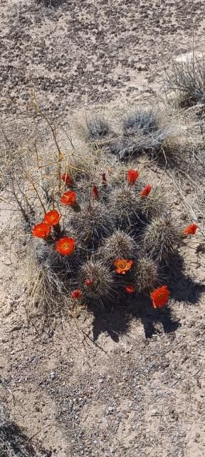 EC066: Echinocereus coccineus v rosei COLD HARDY CACTUS