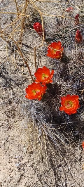 EC066: Echinocereus coccineus v rosei COLD HARDY CACTUS