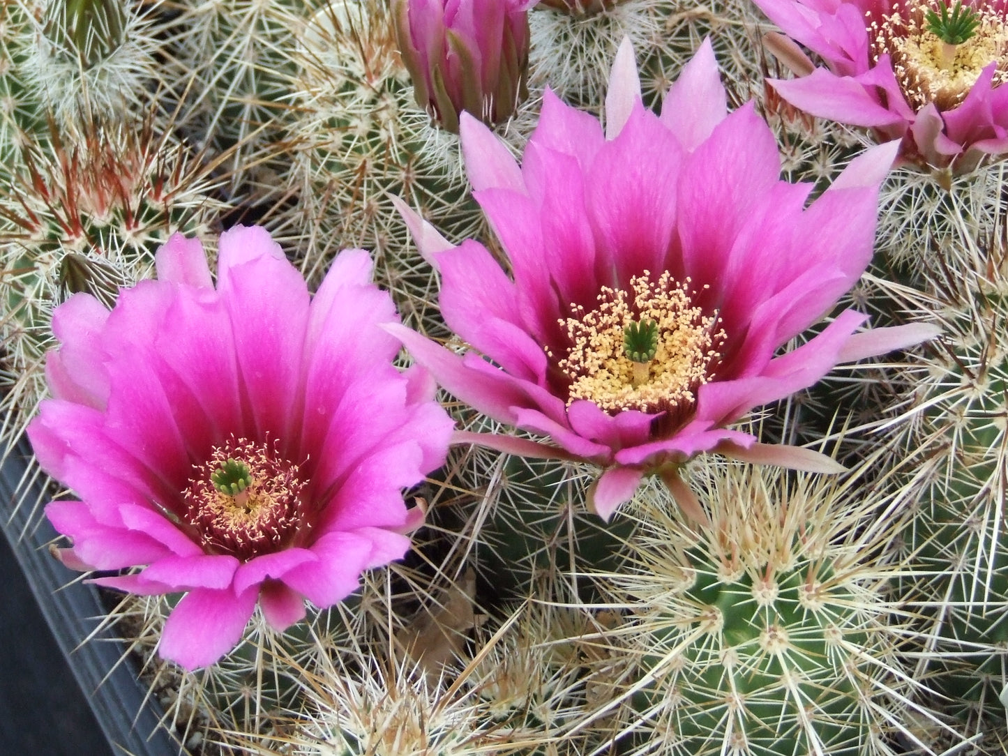 EC009: Echinocereus engelmannii COLD HARDY CACTUS