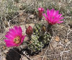 EC032: Echinocereus fendleri v. Kuenzleri COLD HARDY CACTUS