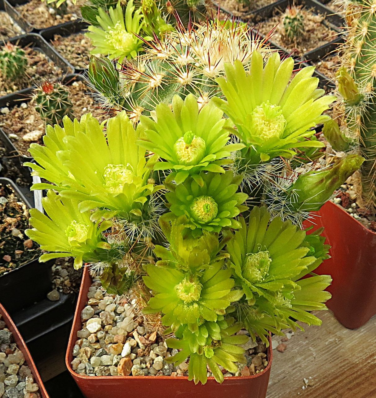 EC073: Echinocereus milleri