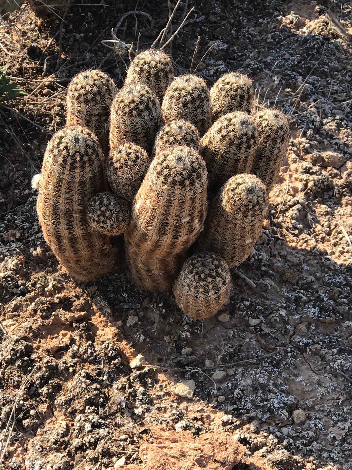 EC015:  Echinocereus reichenbachii   COLD HARDY CACTUS