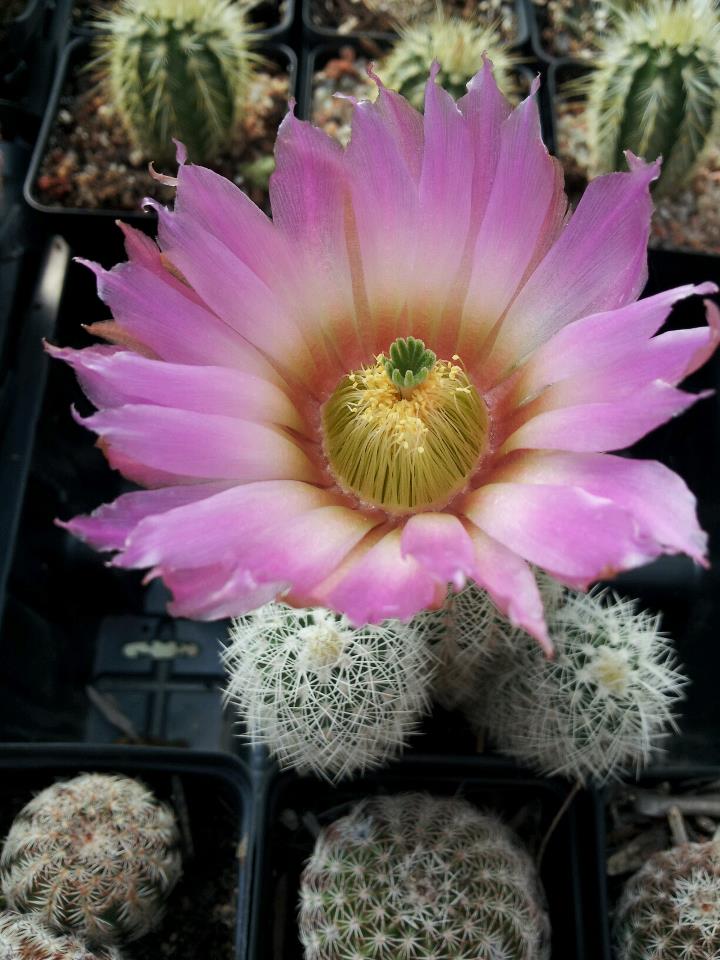 EC014: Echinocereus reichenbachii v. baileyi COLD HARDY CACTUS