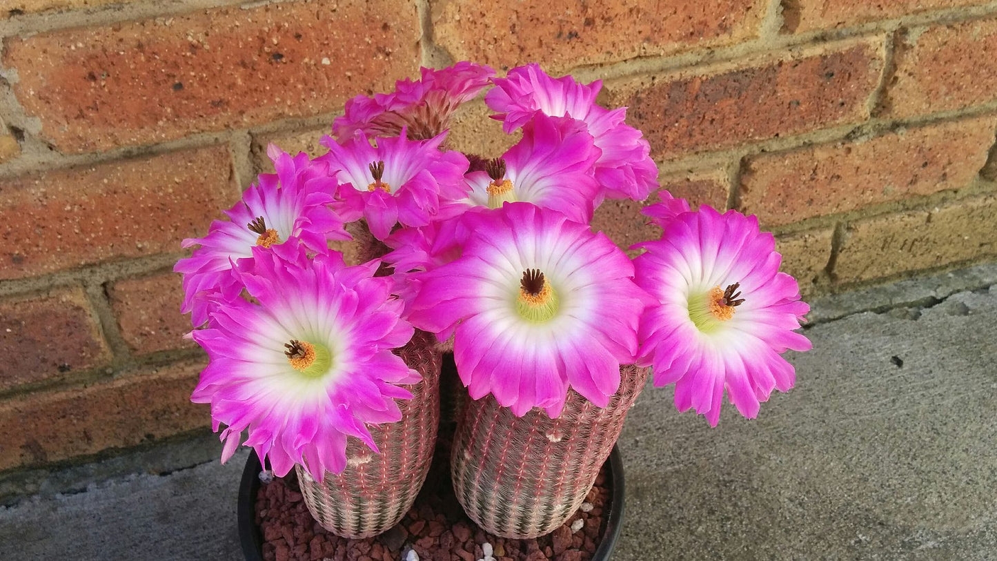 EC065: Echinocereus rigidissimus v. rubispinus COLD HARDY CACTUS