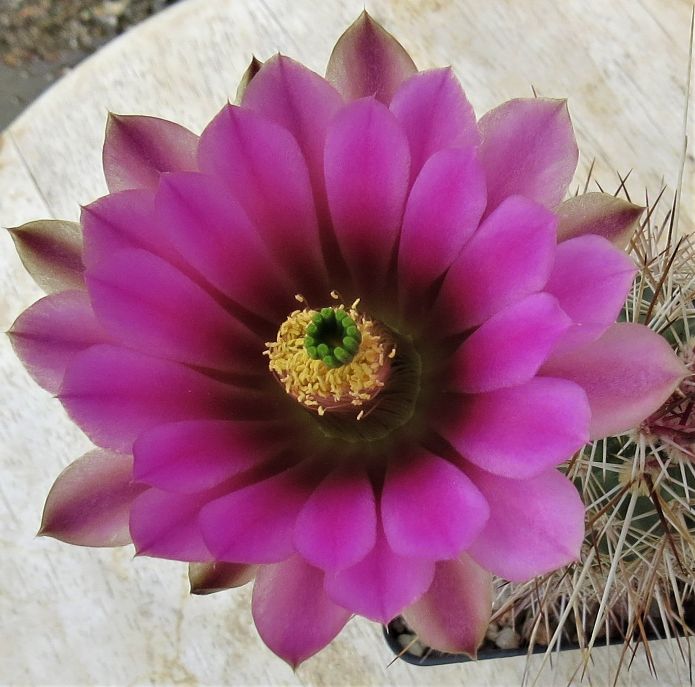 EC047: Echinocereus engelmannii x roetteri COLD HARDY CACTUS