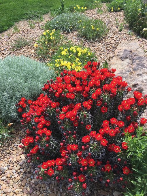 EC007: Echinocereus triglochidiatus v. gonacanthus 'White Sands' COLD HARDY CACTUS