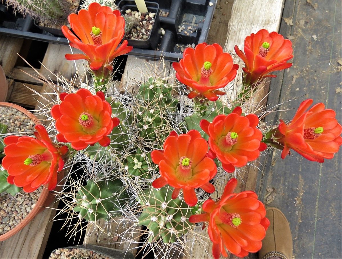 EC041: Echinocereus triglochidiatus Rio Grande Co, CO form COLD HARDY CACTUS
