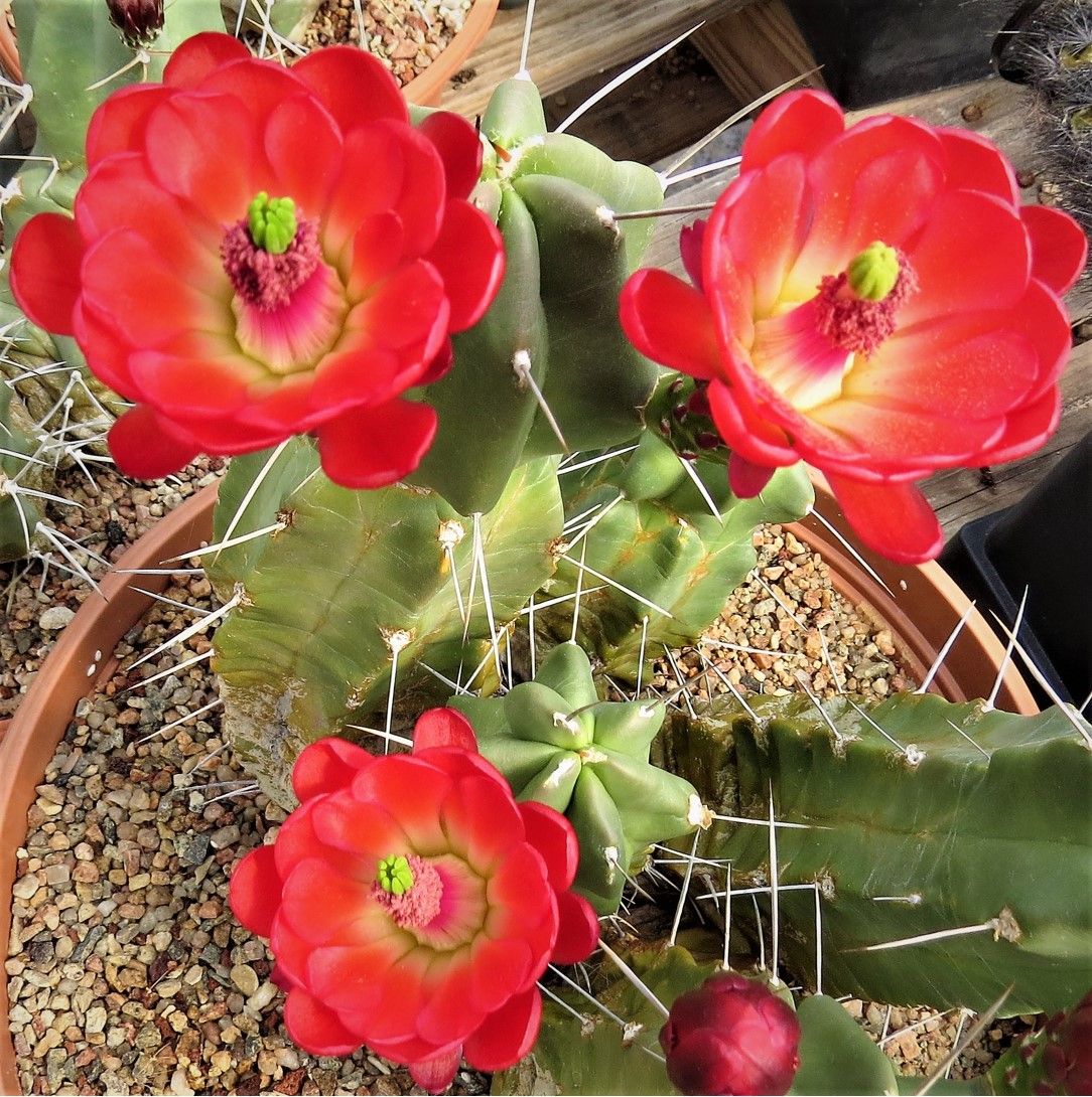 EC067: Echinocereus triglochidiatus Manzano Mtns., NM form COLD HARDY CACTUS