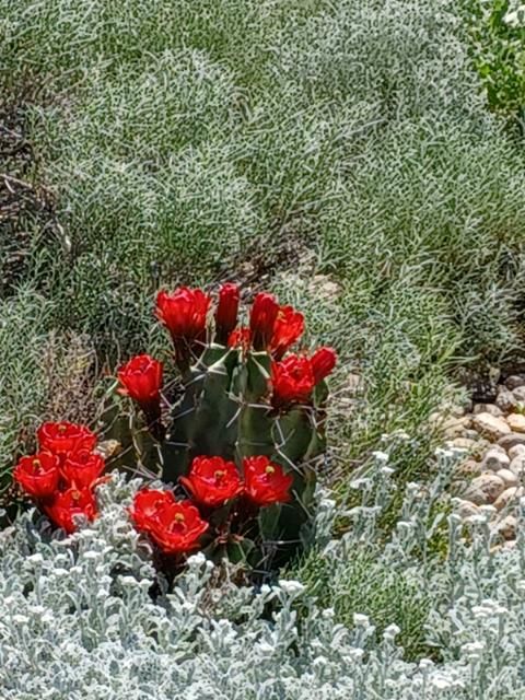 EC007: Echinocereus triglochidiatus v. gonacanthus 'White Sands' COLD HARDY CACTUS