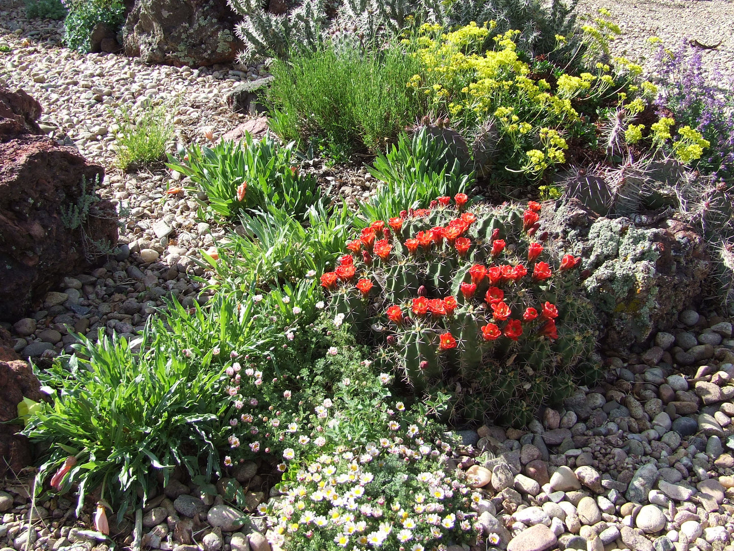 EC026 Ech. triglochidiatus v. gonacanthus ALAMOGORDO FORM   COLD HARDY CACTUS