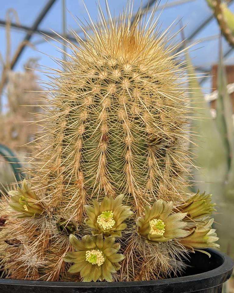 EC006: Echinocereus viridiflorus v. Weedinii COLD HARDY CACTUS