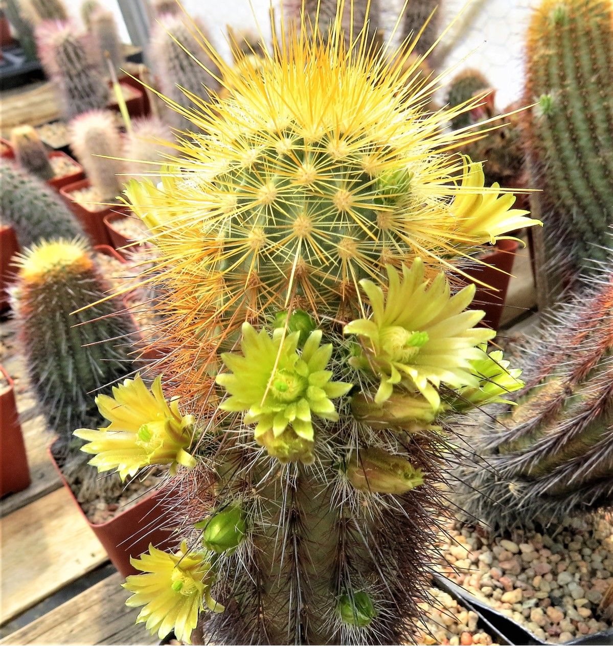 EC006: Echinocereus viridiflorus v. Weedinii COLD HARDY CACTUS
