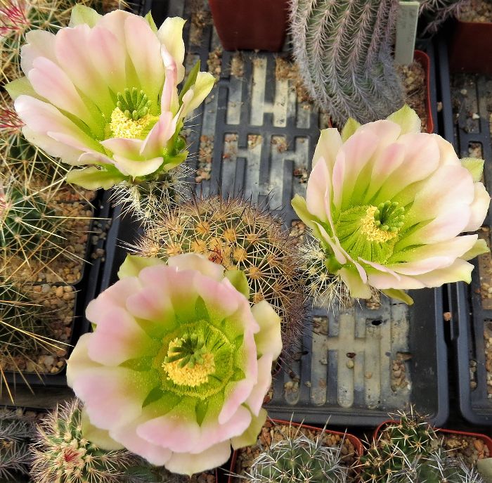 EC048: Echinocereus x roetteri 'Candy Cane' COLD HARDY CACTUS