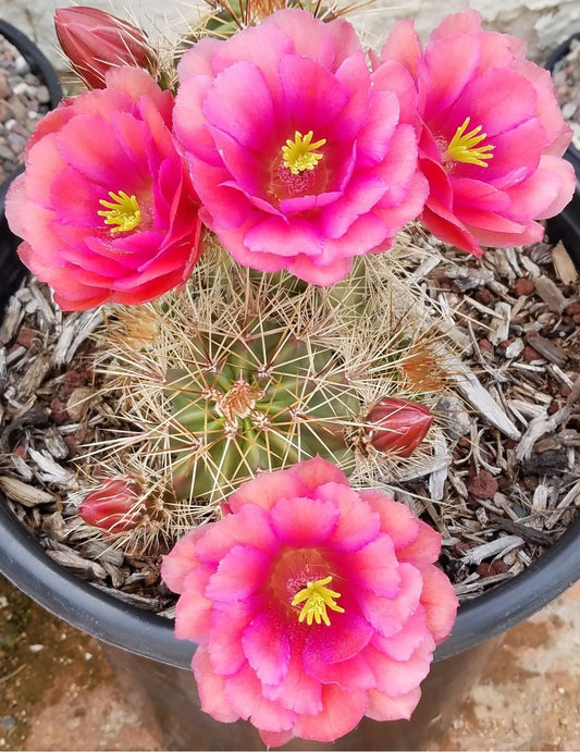EC069:  Echinocereus x roetteri Large Lavender form