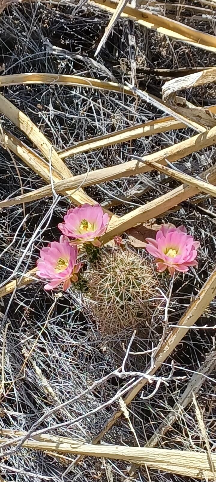 EC056:  Echinocereus x roetteri Pink    COLD HARDY CACTUS